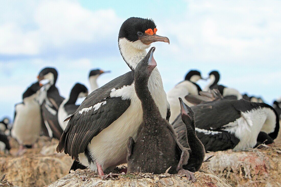 King Shag or Imperial Shag, Phalacrocorax atriceps albiventer, Order : pelecaniformes, family : Phalacrocoracidae, Faklland Islands, Peeble Island