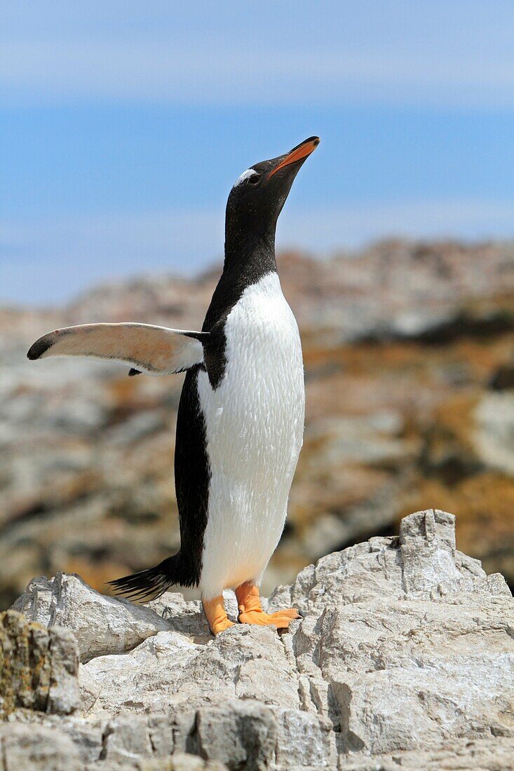 Gentoo Penguin , Pygoscelis papua papua, Order SPHENISCIFORMES, Family Spheniscidae, Saunders Island Falkland-Malvinas Islands