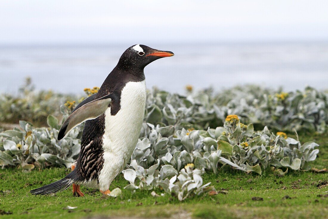 Gentoo Penguin , Pygoscelis papua papua, Order SPHENISCIFORMES, Family Spheniscidae, Sea Lion Island Falkland-Malvinas Islands