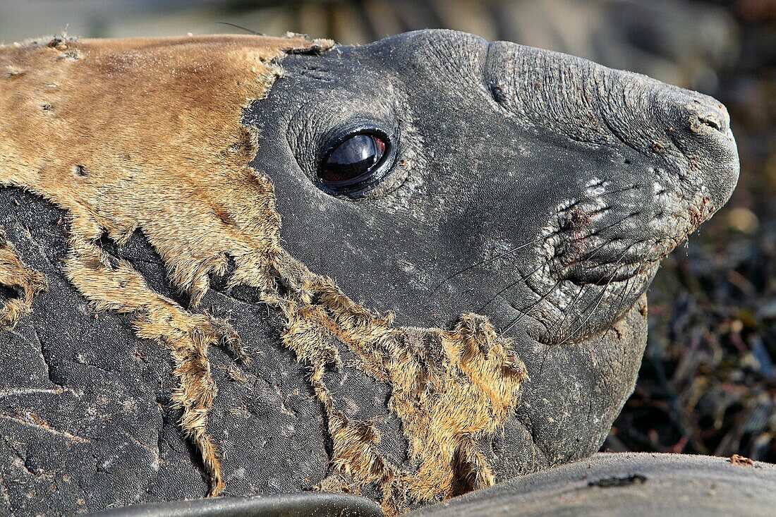 Southern Elephant Seal, Mirounga leonina, Order: Carnivora, Family: Phocidae, Sea Lion Island, Falkland Islands