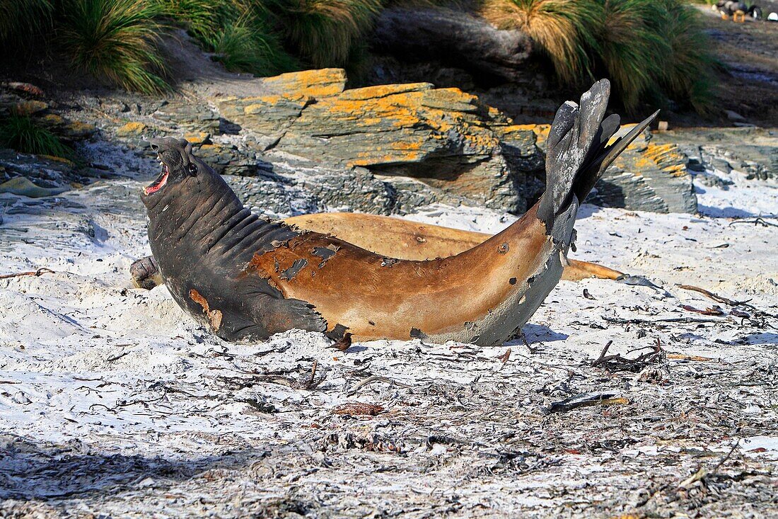 Southern Elephant Seal Mirounga leonina Order Carnivora Family Phocidae, Sea Lion Island, Fakland Islands