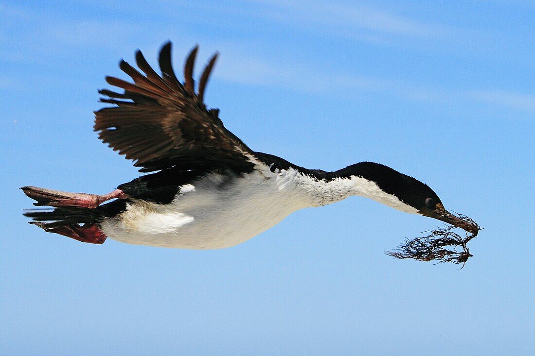 King Cormorant or White-bellied Shag (Phalacrocorax atriceps albiventer). Sealion Island, Falkland Islands