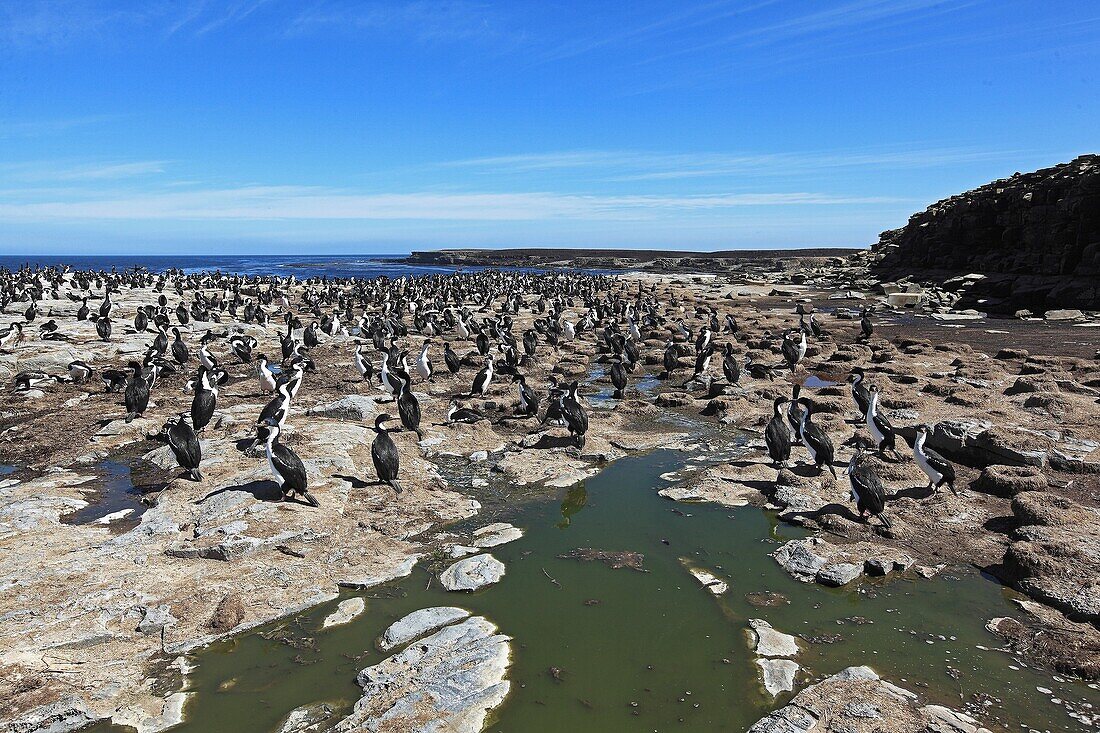 King Cormorant or White-bellied Shag (Phalacrocorax atriceps albiventer). Sealion Island, Falkland Islands