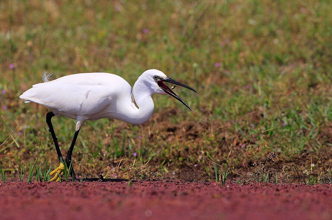 Little Egret Kerkini lake Greece Egretta garzetta family : Ardeidae order : ciconiiformes