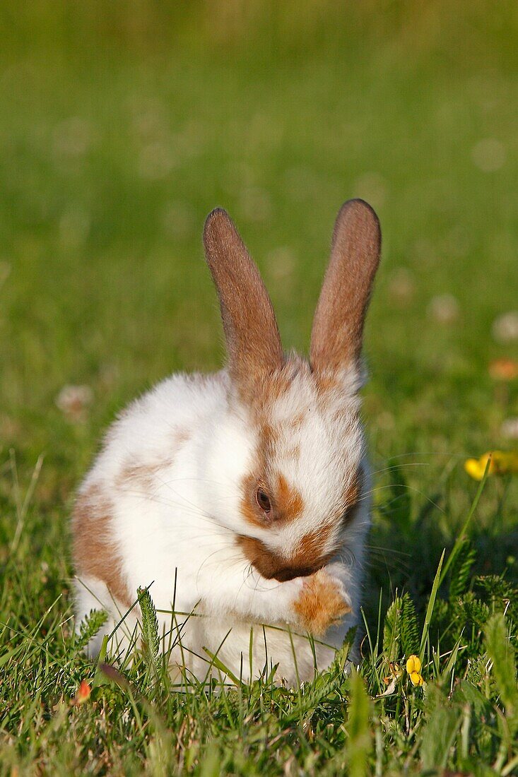 Domestic rabbit Oryctolagus cuniculus Order: Lagomorpha Family: Leporidae