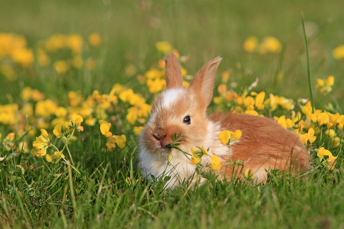 Domestic rabbit Oryctolagus cuniculus Order: Lagomorpha Family: Leporidae