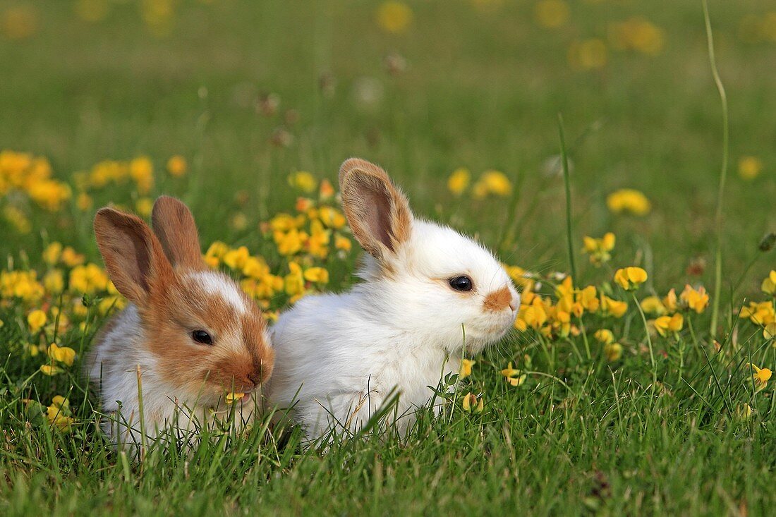 Domestic rabbit Oryctolagus cuniculus Order: Lagomorpha Family: Leporidae