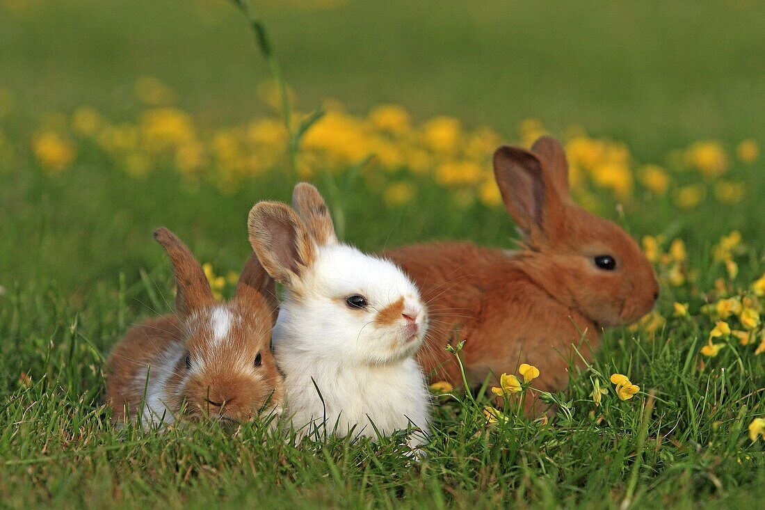 Domestic rabbit Oryctolagus cuniculus Order: Lagomorpha Family: Leporidae