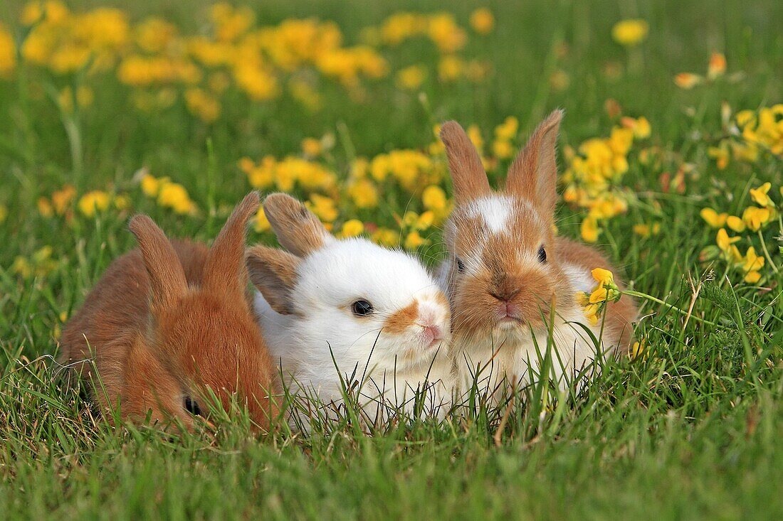 Domestic rabbit Oryctolagus cuniculus Order: Lagomorpha Family: Leporidae