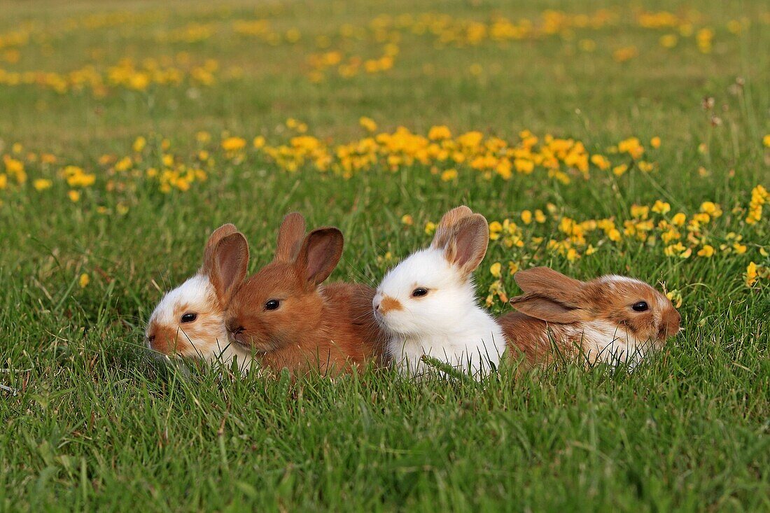 Domestic rabbit Oryctolagus cuniculus Order: Lagomorpha Family: Leporidae