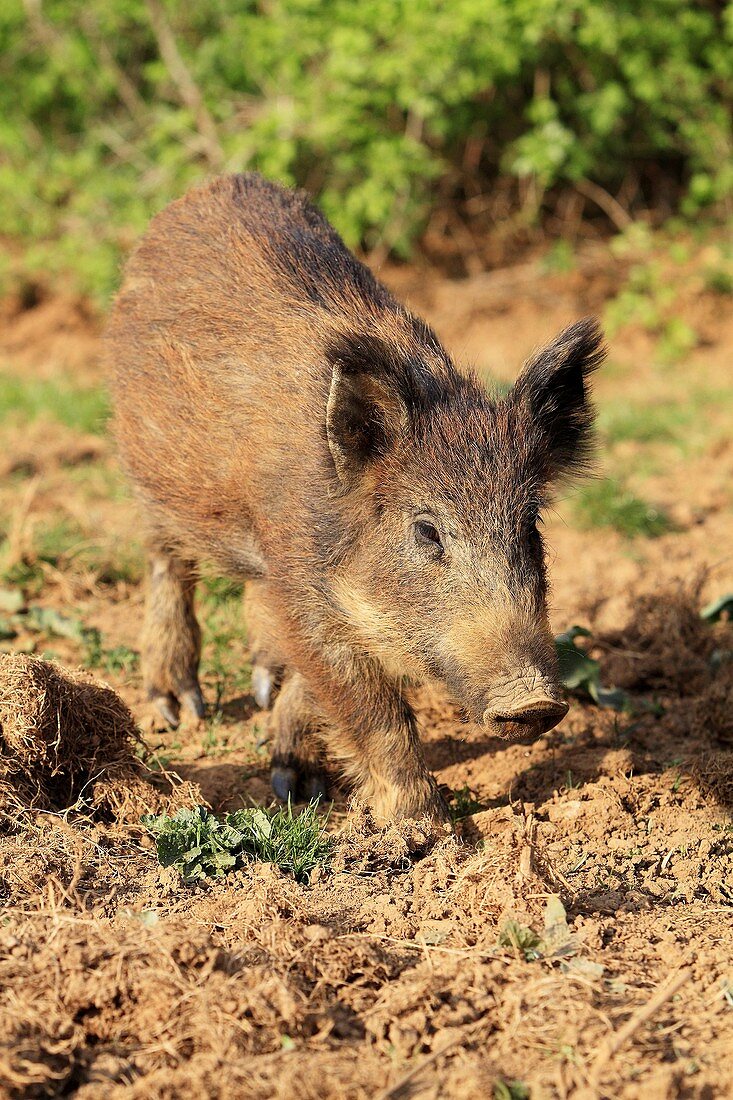 Wild Boar  Sus scrofa