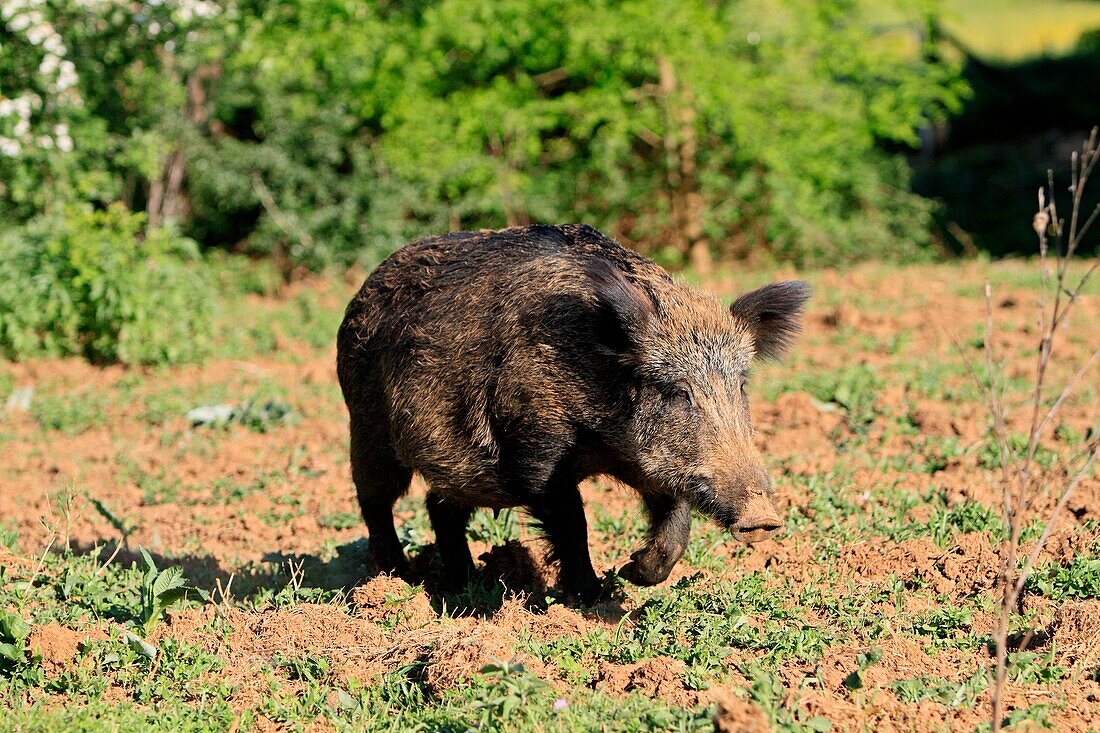 Wild Boar  Sus scrofa