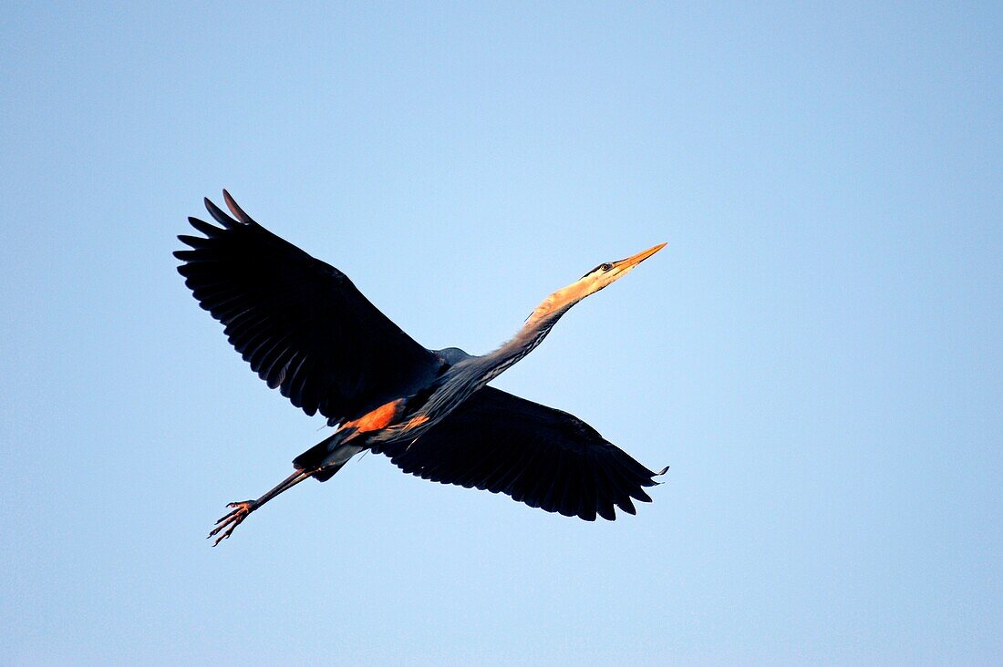 Great Blue Heron in flight Lake Wales Florida