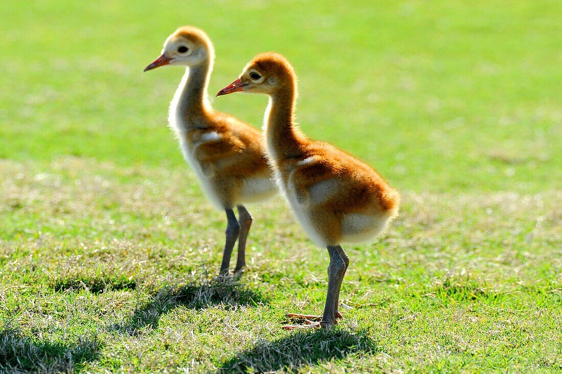 Sandhill Cranes with young babies in natural habitat Lake Wales Florida