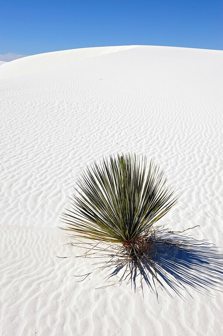 Plant growing in sand White Sands National Monument New Mexico