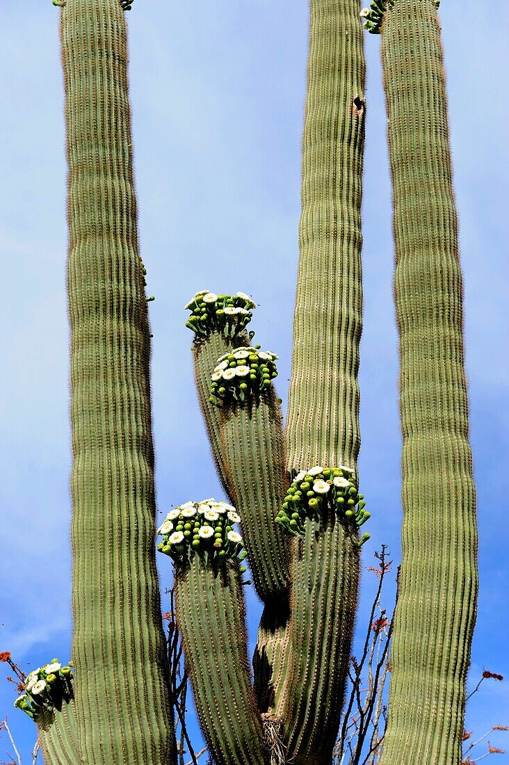 Blooming Saguaro Cactus Downtown Tucson Arizona