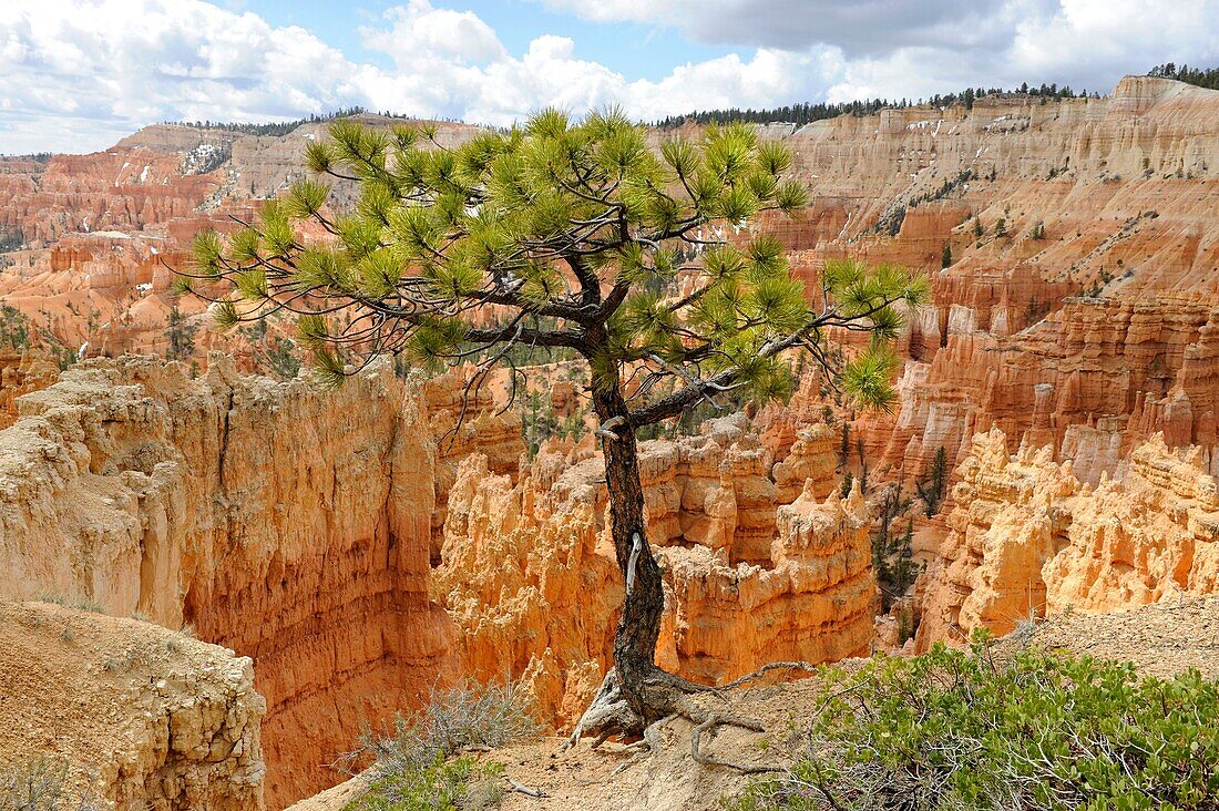 Vista Bryce Canyon National Park Utah