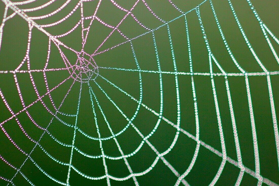 spider web full of dew drops, Switzerland