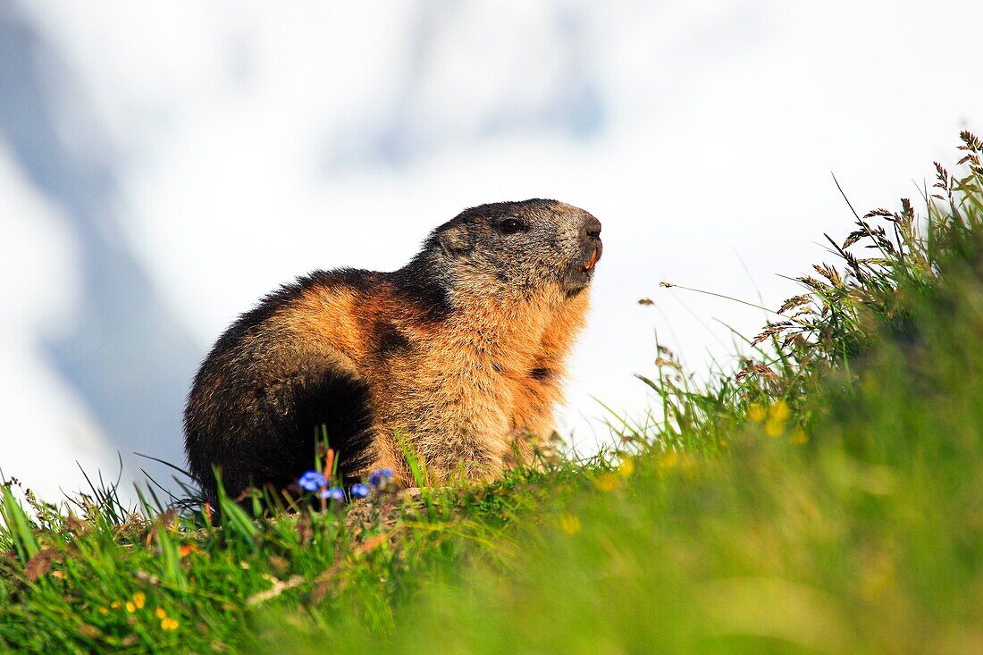 Alpine Marmot, Marmota marmota