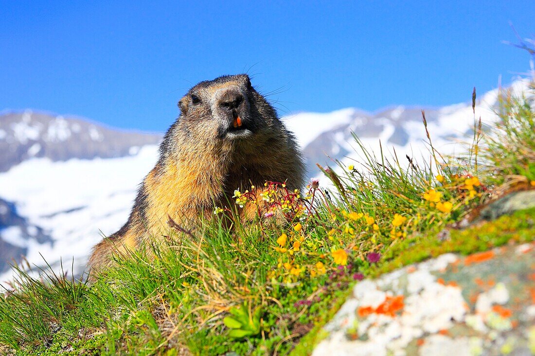 Alpine Marmot, Marmota marmota
