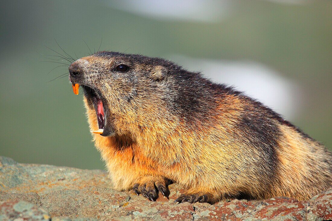 Alpine Marmot, Marmota marmota