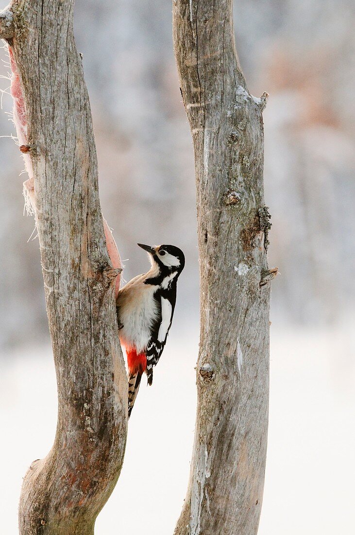 Great Spotted Woodpecker Dendrocopos major on a stump at dawn in winter, Kuhmo, Finland