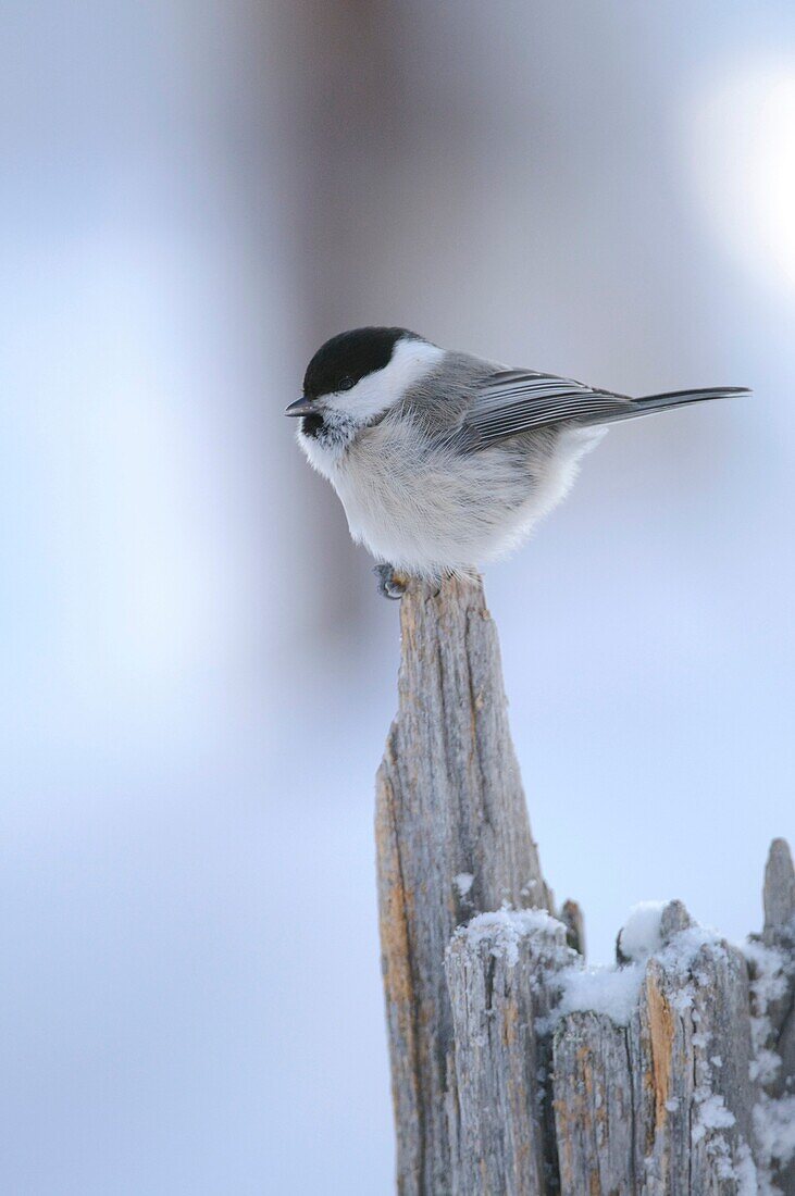 Willow tit in winter, Finland