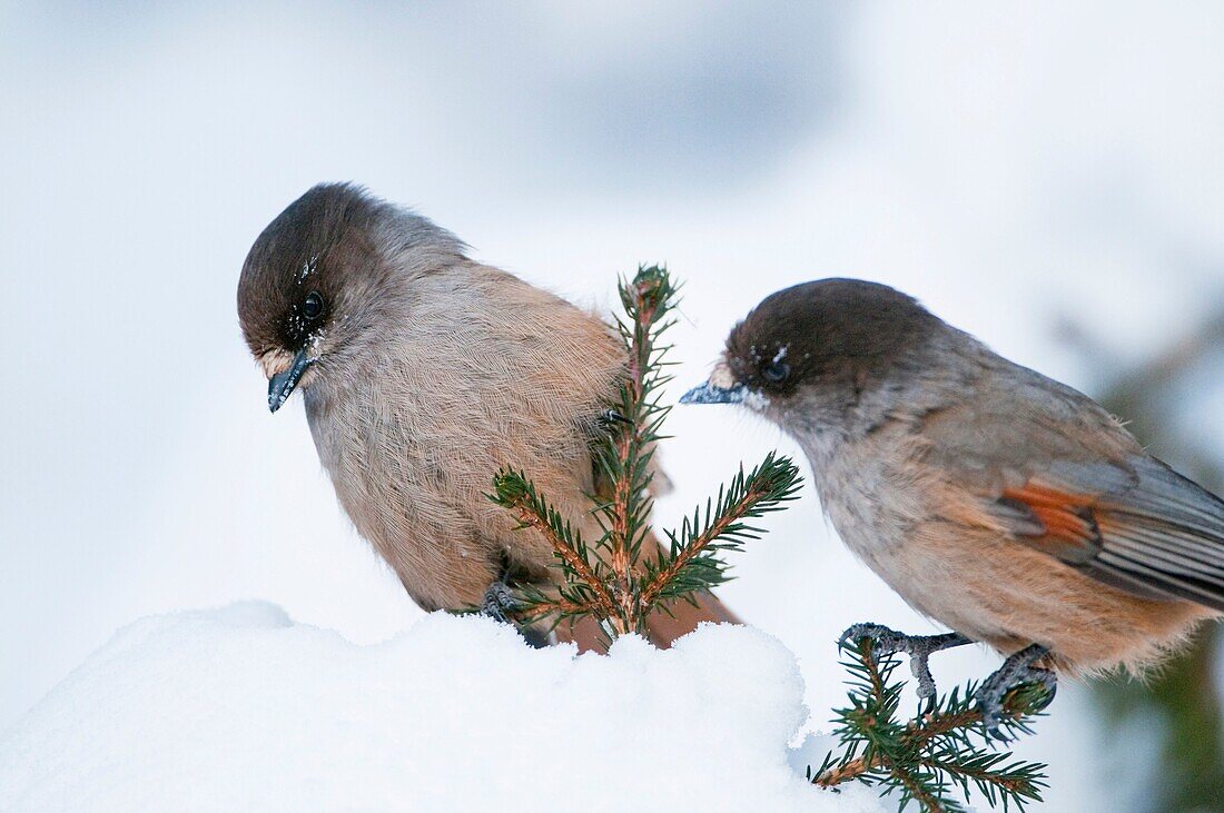 Siberian jay Perisoreus infaustus, Kuusamo, Finland