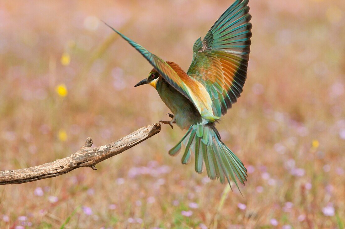 European Beeeater Merops apiaster flying to the perch, Spain
