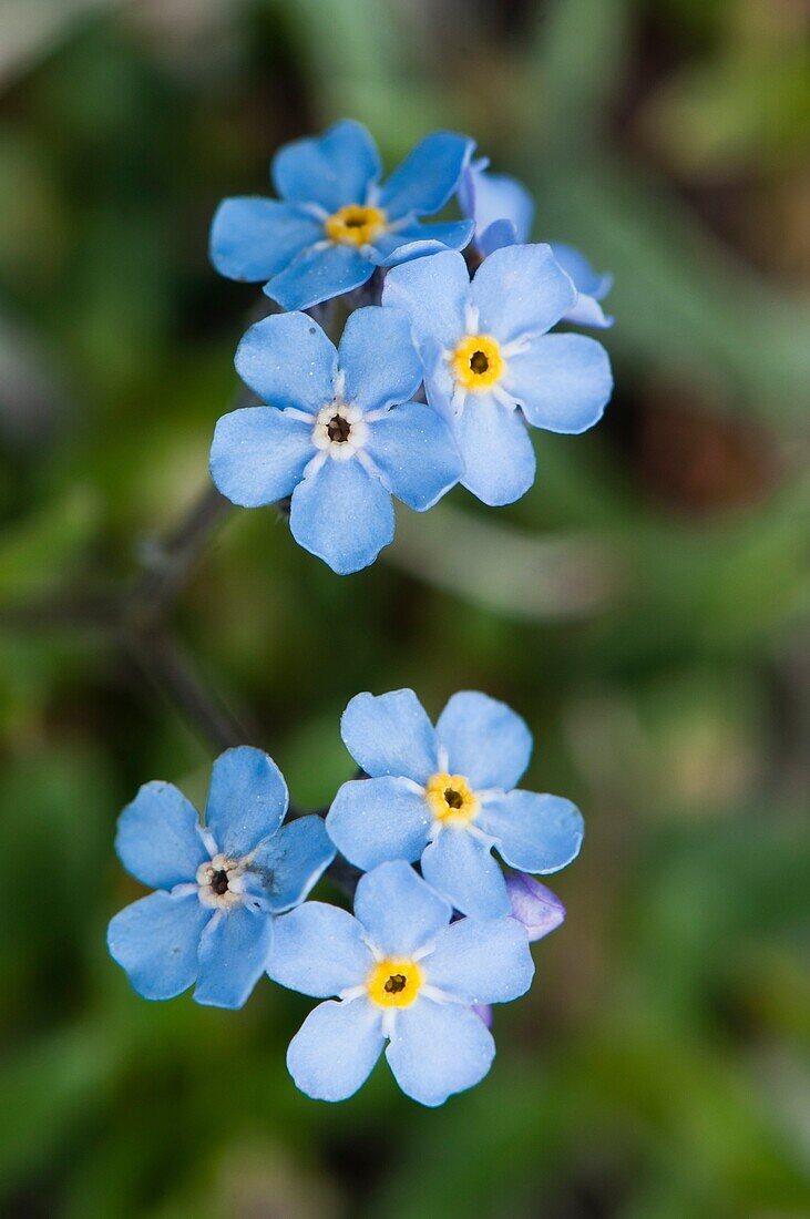 Closeup of Myosotis flowers, called Forget-me-not in many European languages High pastures in the Pyrenees, Spain