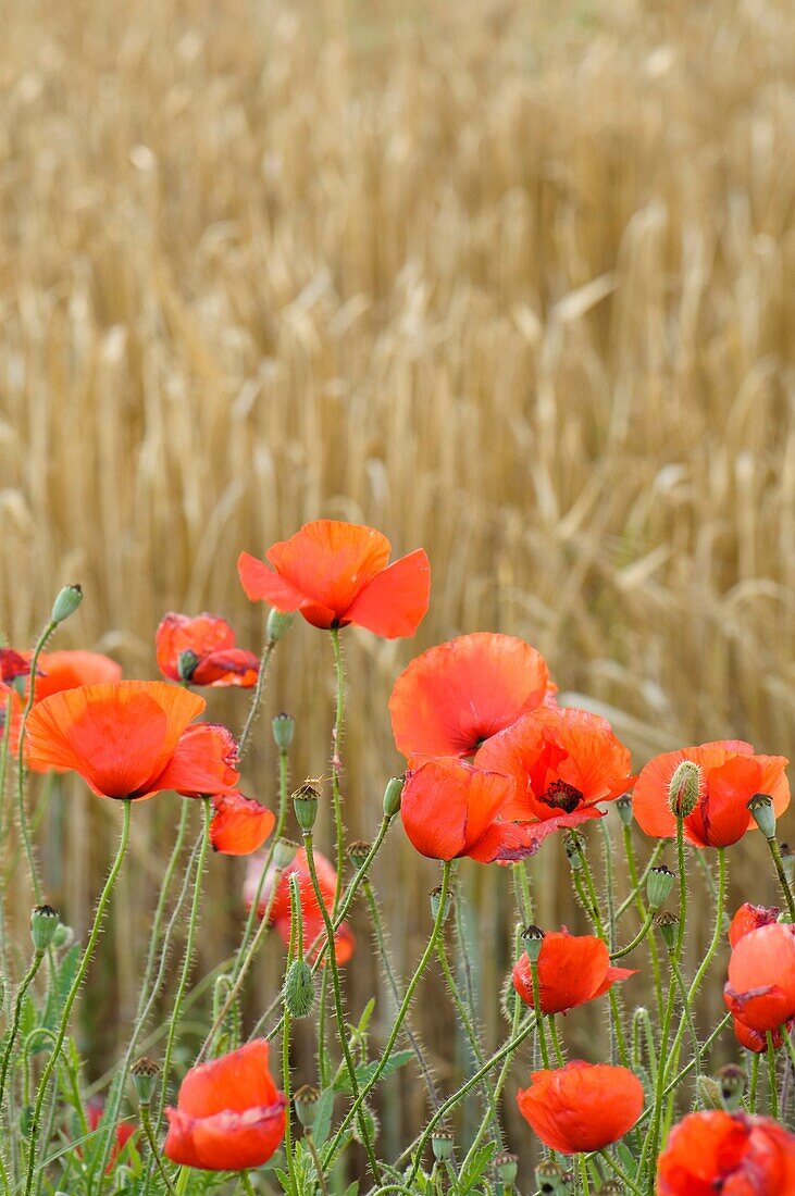 Wheat fields Triticum vulgare in June with Red Poppies Papaver rhoeas, Agramunt, Spain