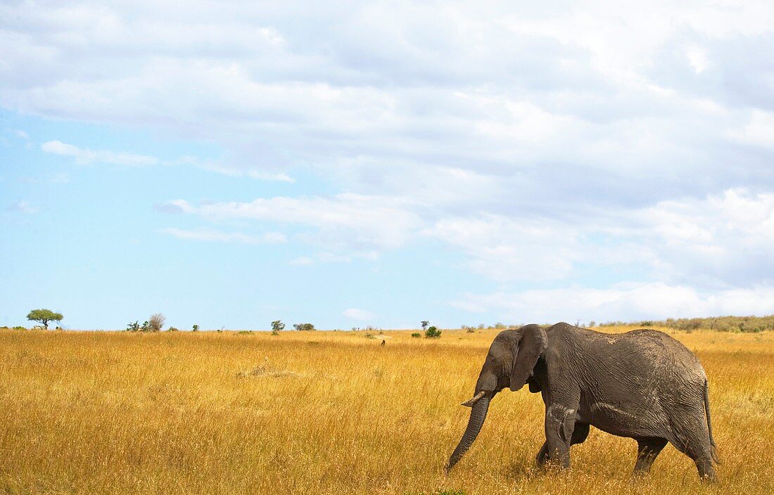 Elephant walks across the plains of the Masai Mara