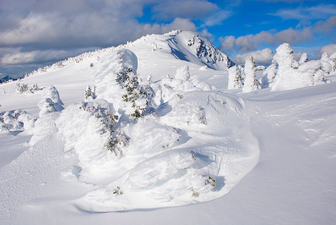 Ice encased trees or Krummholz on the summit of Three Brothers Mountain, Manning Provincial Park British Columbia Canada
