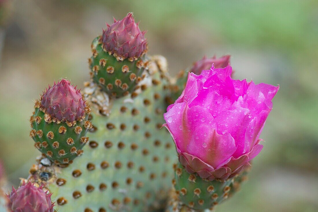 Beavertail Cactus Opuntia basilaris flowers, Sonoran Desert, Anza-Borrego State Park California