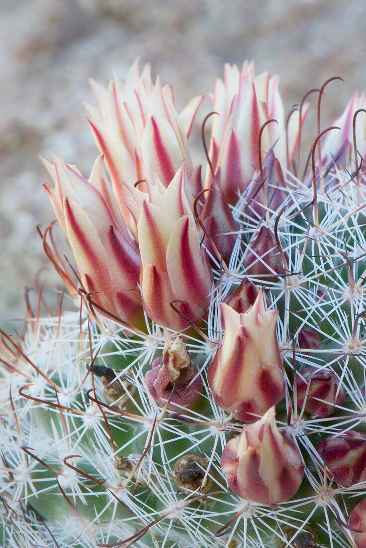 Fishhook Cactus Mammillaria microcarpa … – License image