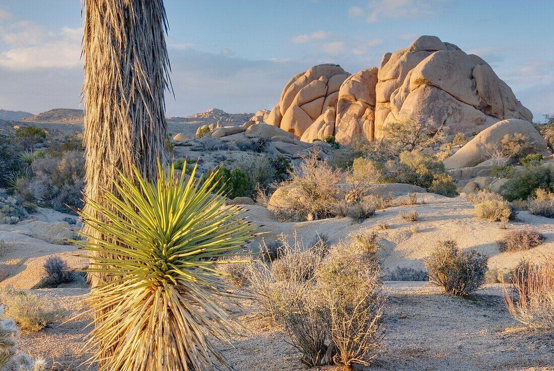 Jumbo Rocks and Joshua Tree Yucca brevifolia, Joshua Tree National Park California