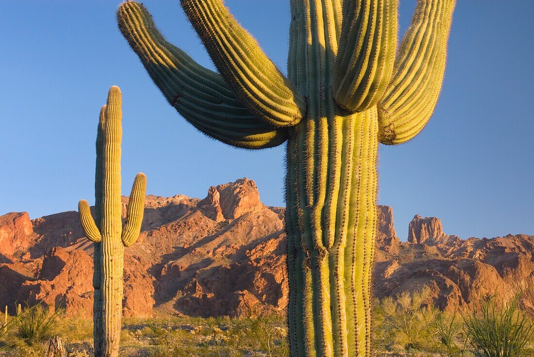 Saguaro Cactus Carnegiea gigantea in the Sonoran Desert of Kofa National Wildlife Refuge Arizona