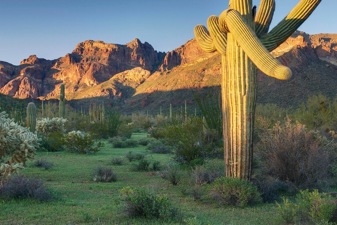 Saguaro Cactus Carnegiea gigantea, Organ Pipe Cactus National Monument Arizona