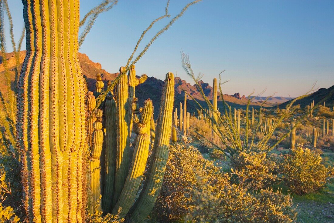 Saguaro Cactus Carnegiea gigantea