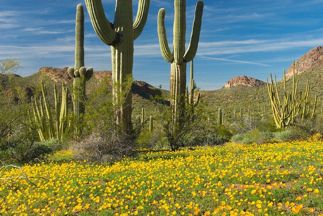 Saguaro Cactus Carnegiea gigantea standing amidst fields of yellow Mexican Poppies, Organ Pipe Cactus National Monument Arizona