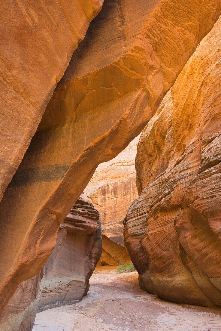 Buckskin Gulch Paria Canyon-Vermilion Cliffs Wilderness Arizona