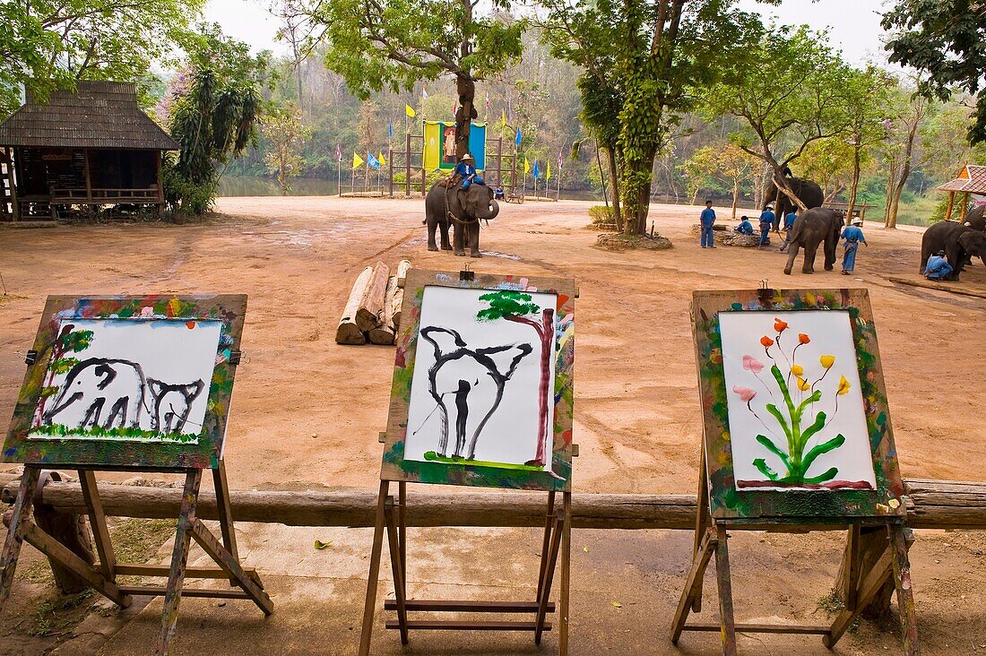 Elephants painting pictures, Thai Elephant Conservation Center National Elephant Institute, Lampang, near Chiang Mai, Northern Thailand
