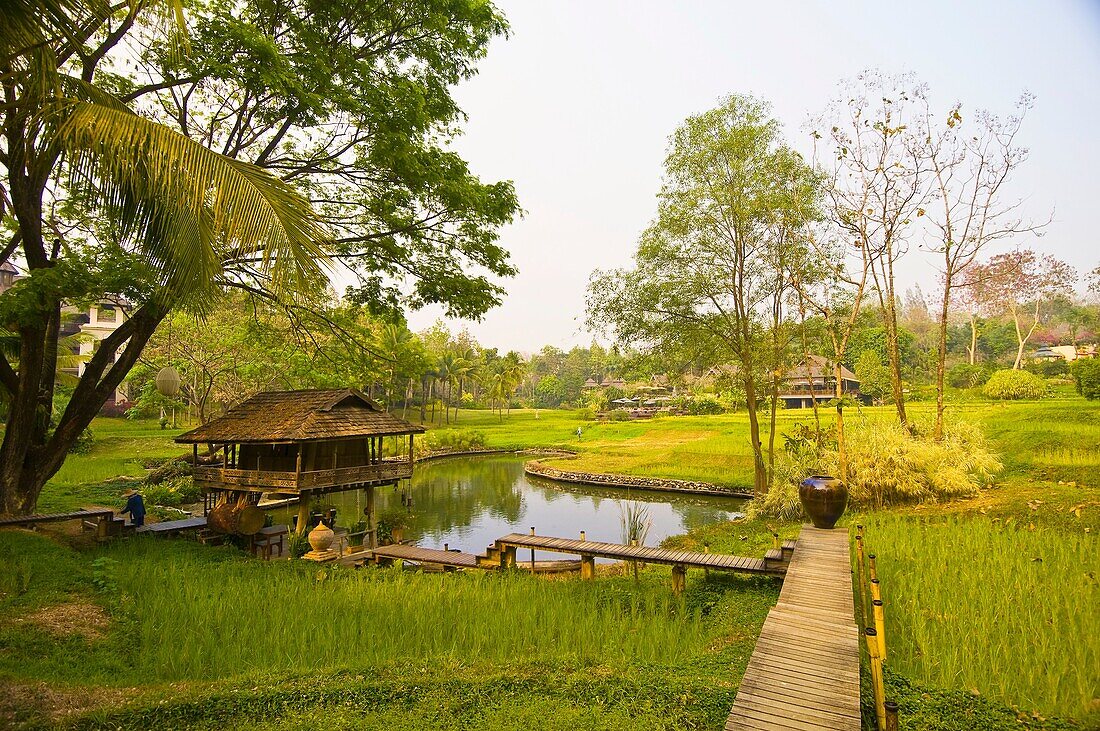 Rice paddies, Four Seasons Resort Chiang Mai, Mae Rim district, near Chiang Mai, Northern Thailand
