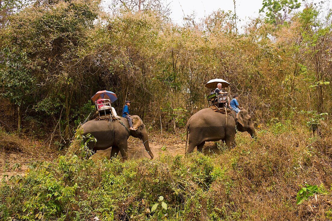 Riding elephants, Thai Elephant Conservation Center National Elephant Institute, Lampang, near Chiang Mai, Northern Thailand