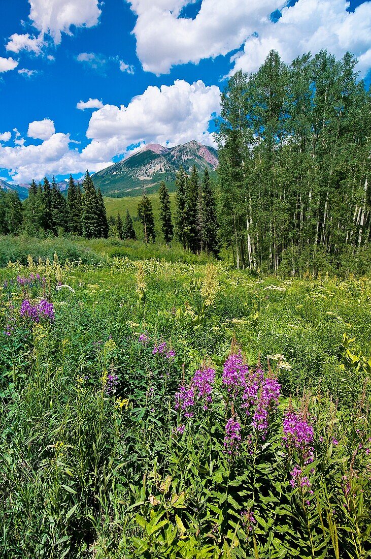 Wildflowers near Gothic near Crested Butte, Colorado USA