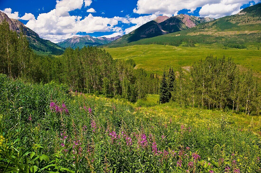 Wildflowers near Gothic near Crested Butte, Colorado USA