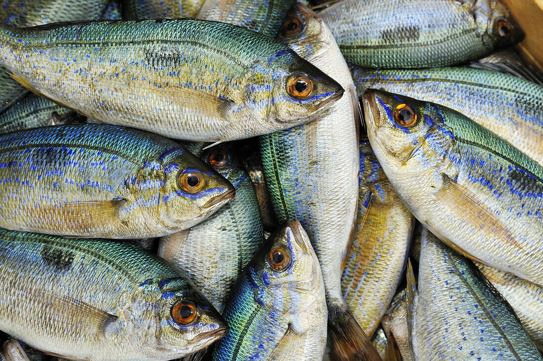 Fish, Ouranopoli, Chalkidiki, Greece