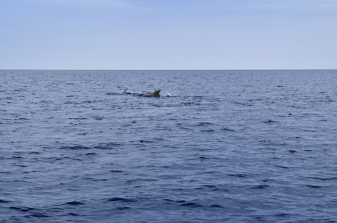 Delfine vor Ammouliani Island, Eselsinseln, Ouranopoli, Chalkidiki, Griechenland
