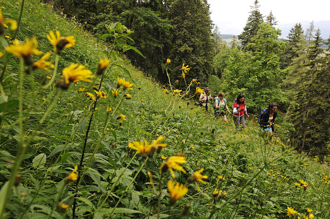 Frauen wandern in idyllischer Landschaft, Reit im Winkl, Chiemgau, Bayern, Deutschland, Europa