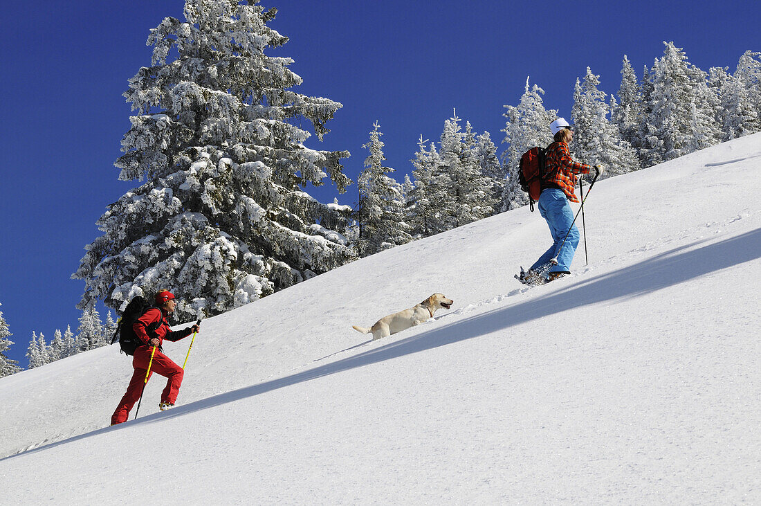 Menschen bei Skitour durch verschneite Landschaft, Dürrnbachhorn, Reit im Winkl, Chiemgau, Oberbayern, Bayern, Deutschland, Europa